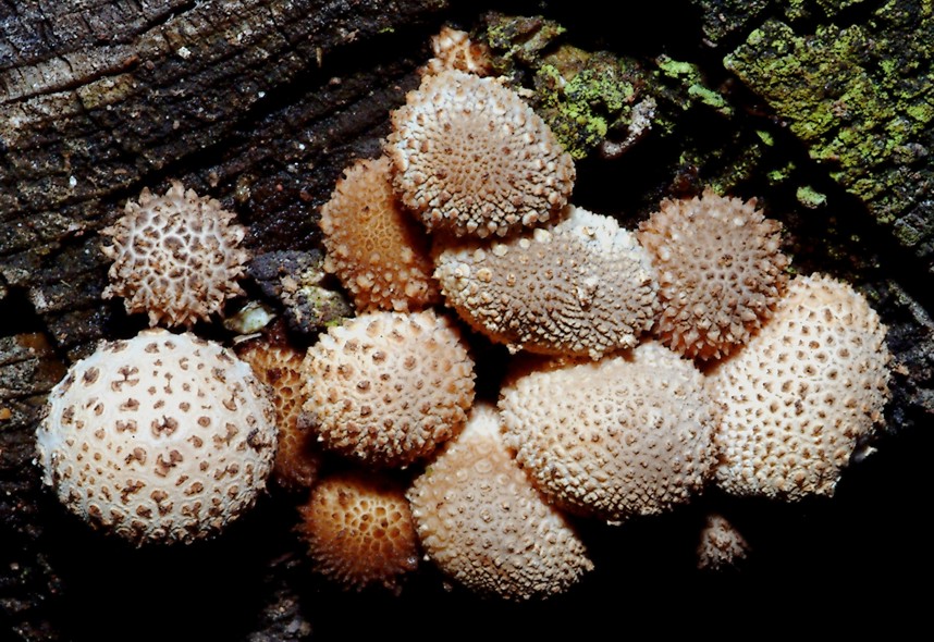 Lycoperdon da determinare